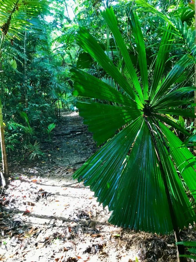 فيلا Daintree Siesta Diwan المظهر الخارجي الصورة