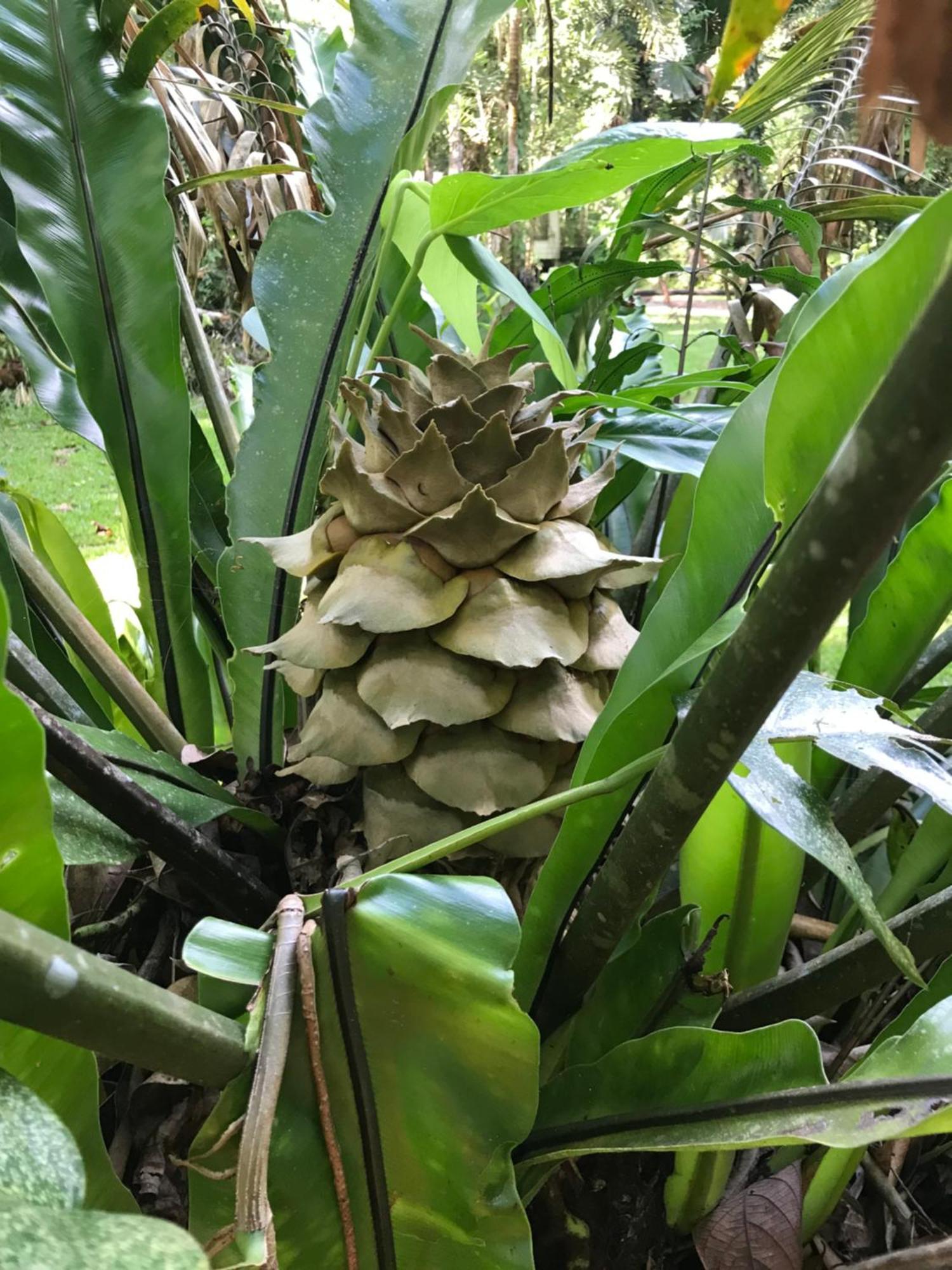 فيلا Daintree Siesta Diwan المظهر الخارجي الصورة