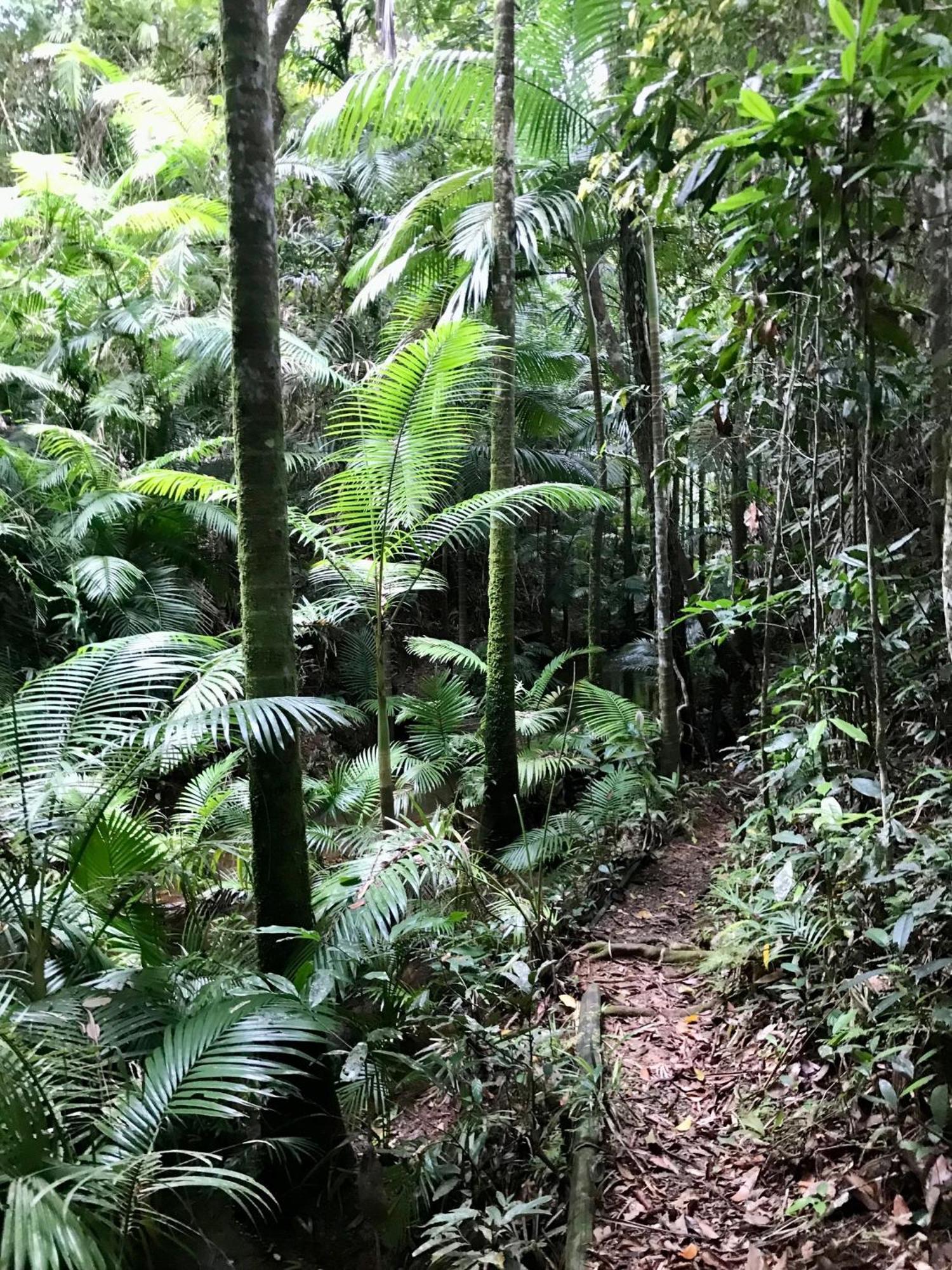 فيلا Daintree Siesta Diwan المظهر الخارجي الصورة